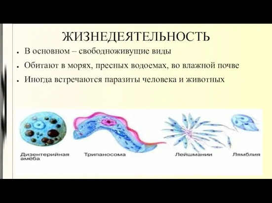 ЖИЗНЕДЕЯТЕЛЬНОСТЬ В основном – свободноживущие виды Обитают в морях, пресных водоемах, во