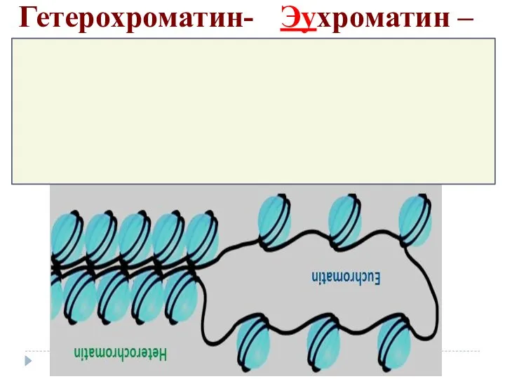 Гетерохроматин- генетически неактивный – гены ДНК не считываются Эухроматин – генетически активный - гены ДНК считываются