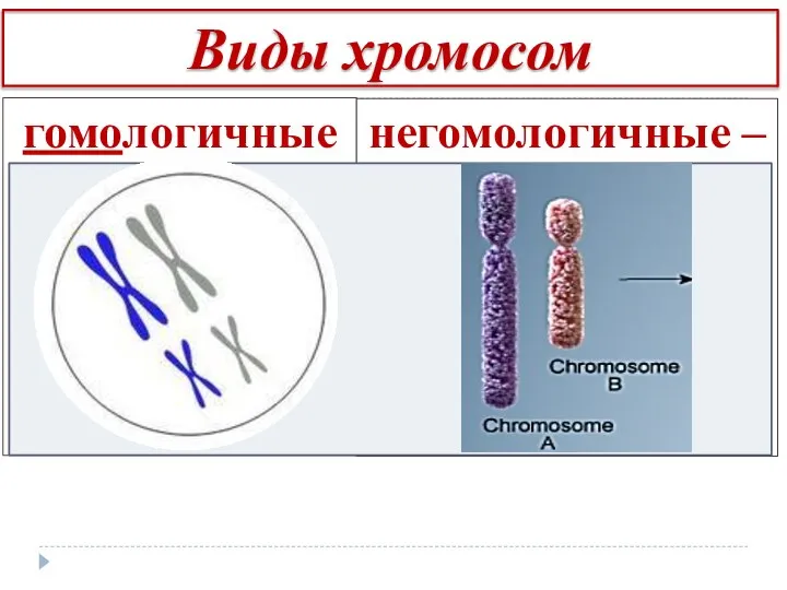Виды хромосом гомологичные – парные-одинаковые по строению, форме и размеру негомологичные –непарные