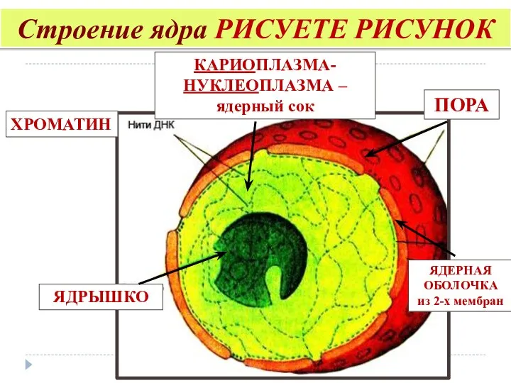 Строение ядра РИСУЕТЕ РИСУНОК ЯДЕРНАЯ ОБОЛОЧКА из 2-х мембран ЯДРЫШКО КАРИОПЛАЗМА-НУКЛЕОПЛАЗМА – ядерный сок ХРОМАТИН ПОРА