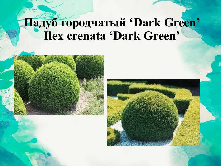 Падуб городчатый ‘Dark Green’ Ilex crenata ‘Dark Green’