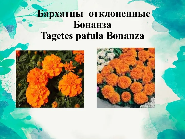 Бархатцы отклоненные Бонанза Tagetes patula Bonanza