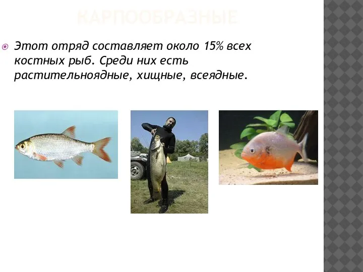 КАРПООБРАЗНЫЕ Этот отряд составляет около 15% всех костных рыб. Среди них есть растительноядные, хищные, всеядные.