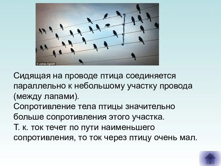 Сидящая на проводе птица соединяется параллельно к небольшому участку провода (между лапами).