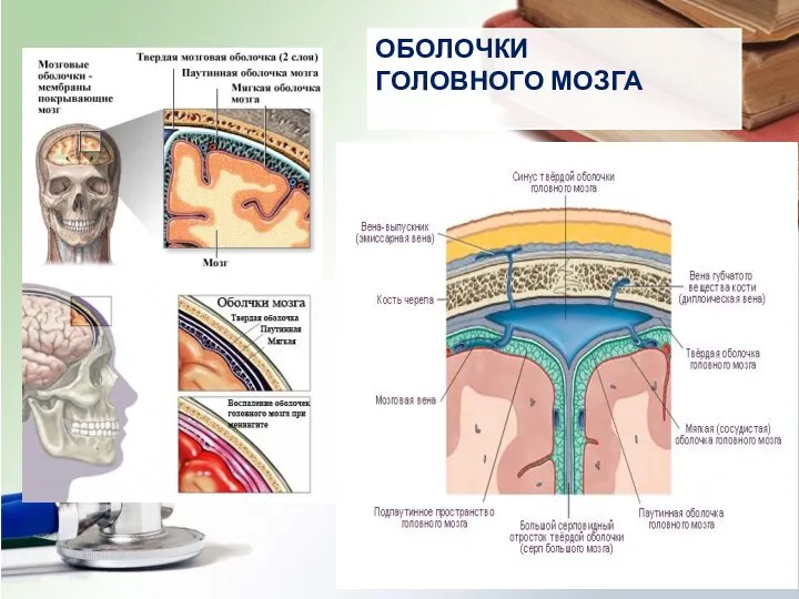 ОБОЛОЧКИ ГОЛОВНОГО МОЗГА