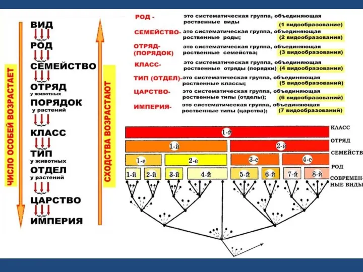 Систематика органического мира