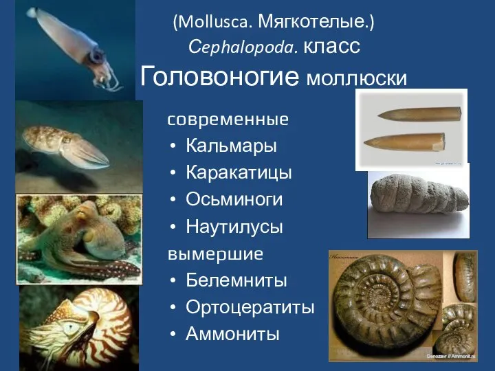 (Mollusca. Мягкотелые.) Сephalopoda. класс Головоногие моллюски современные Кальмары Каракатицы Осьминоги Наутилусы вымершие Белемниты Ортоцератиты Аммониты