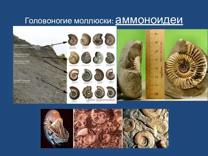Головоногие моллюски: аммоноидеи