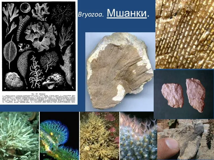 Bryozoa. Мшанки.