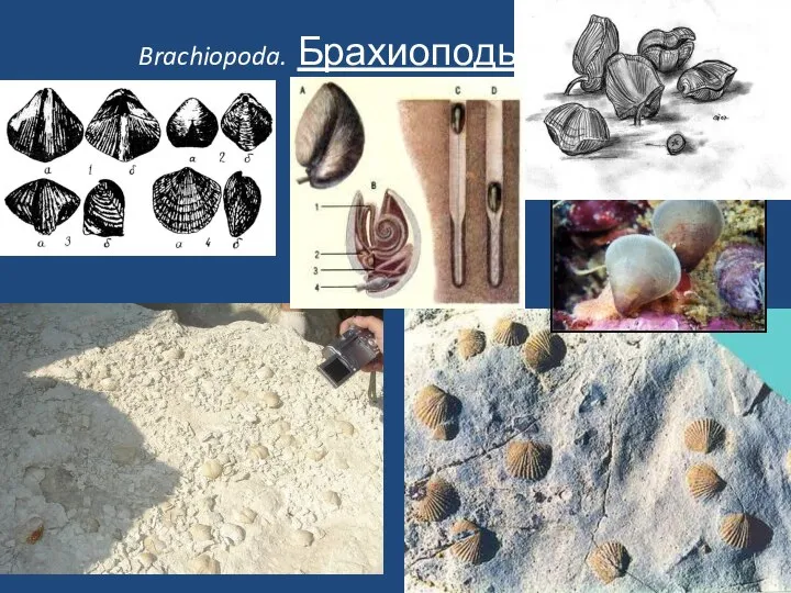 Brachiopoda. Брахиоподы.