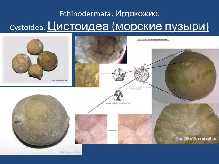 Echinodermata. Иглокожие. Cystoidea. Цистоидеа (морские пузыри)