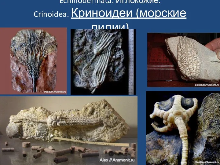 Echinodermata. Иглокожие. Crinoidea. Криноидеи (морские лилии)