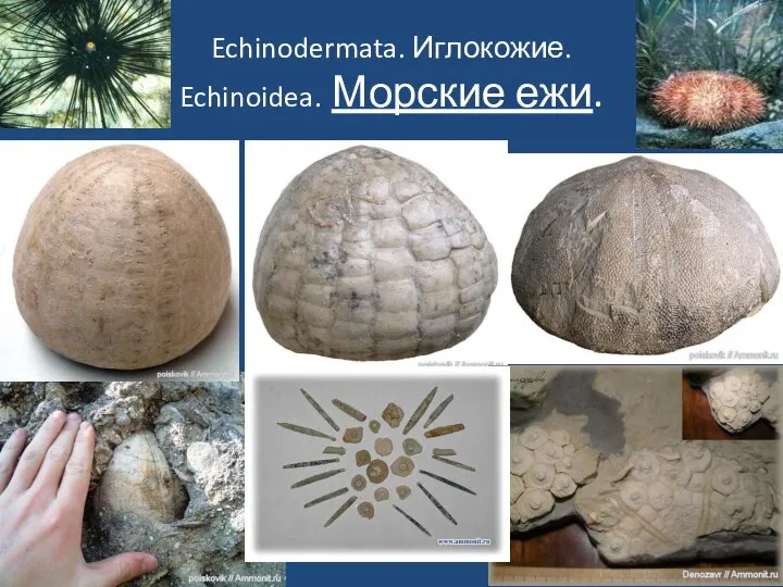 Echinodermata. Иглокожие. Echinoidea. Морские ежи.