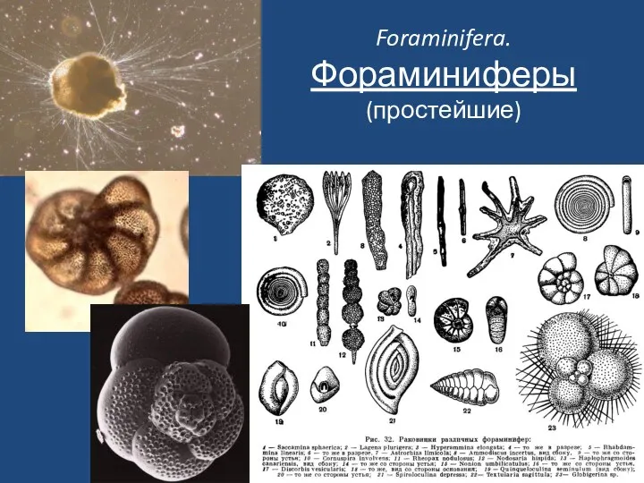 Foraminifera. Фораминиферы (простейшие)