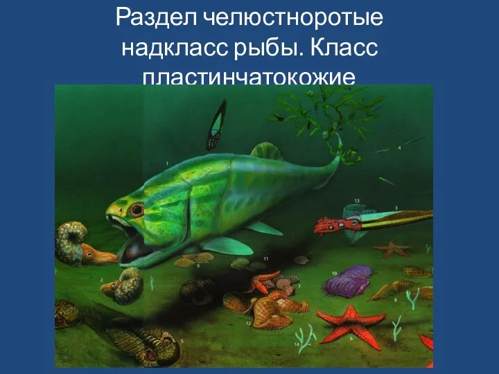 Раздел челюстноротые надкласс рыбы. Класс пластинчатокожие