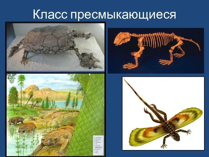 Класс пресмыкающиеся