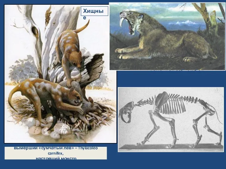 вымерший «сумчатый лев» – Thylacoleo carnifex, настоящий монстр Хищные громадная саблезубая кошка — смилодон