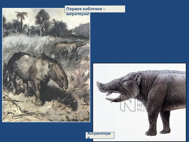 Астрапотерий Первое хоботное – меритерий