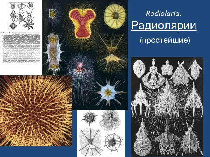 Radiolaria. Радиолярии (простейшие)