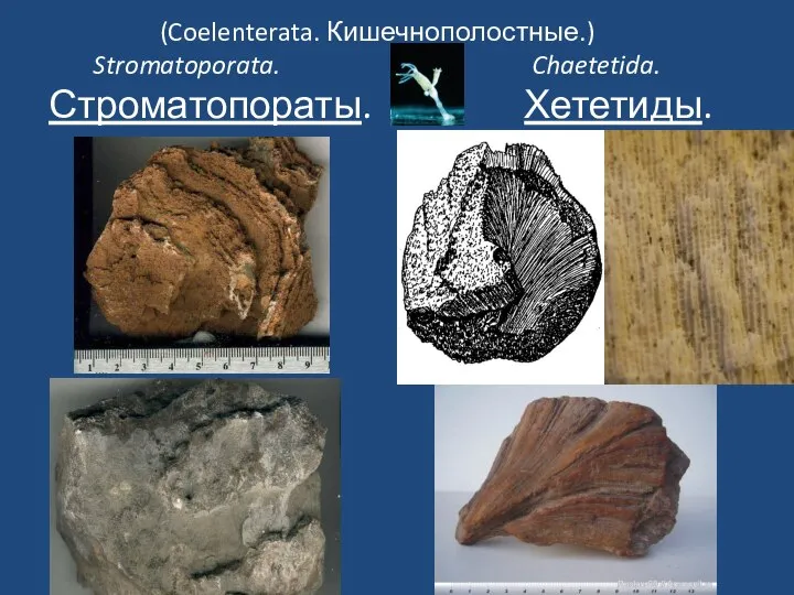 (Coelenterata. Кишечнополостные.) Stromatoporata. Chaetetida. Строматопораты. Хететиды.