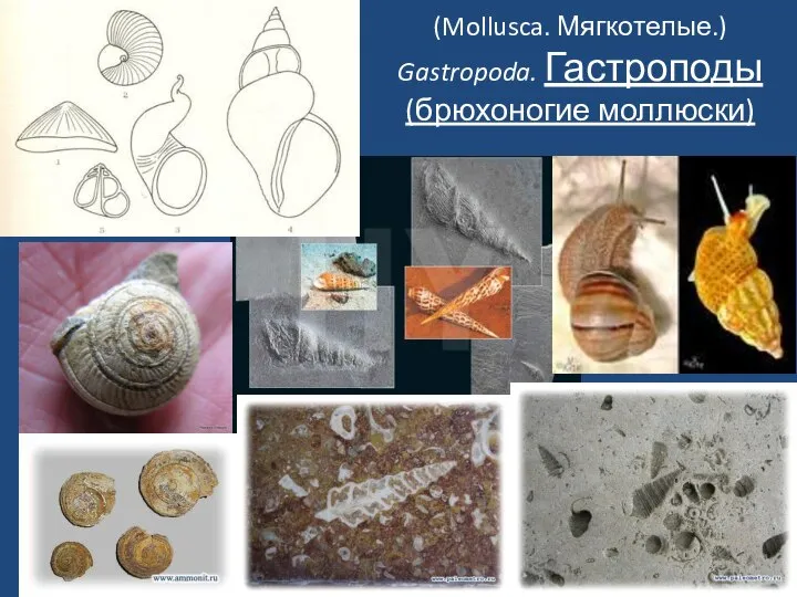 (Mollusca. Мягкотелые.) Gastropoda. Гастроподы (брюхоногие моллюски)