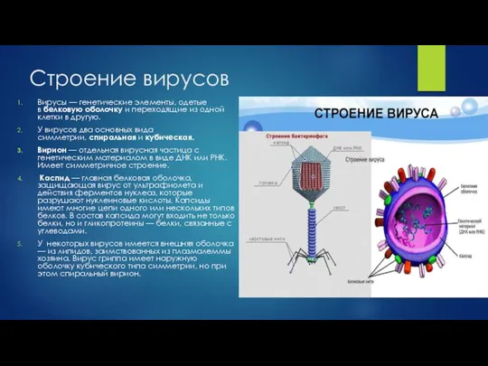 Строение вирусов Вирусы — генетические элементы, одетые в белковую оболочку и переходящие