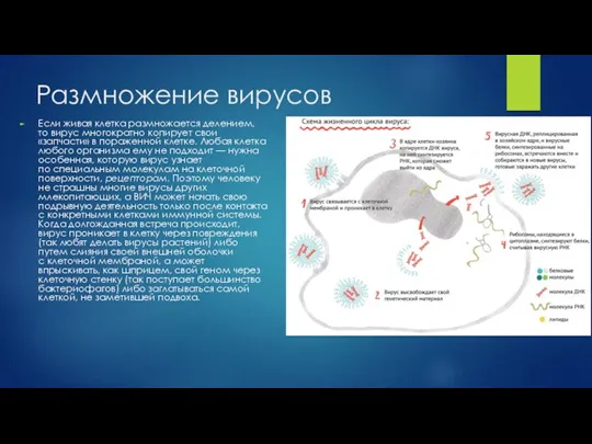 Размножение вирусов Если живая клетка размножается делением, то вирус многократно копирует свои