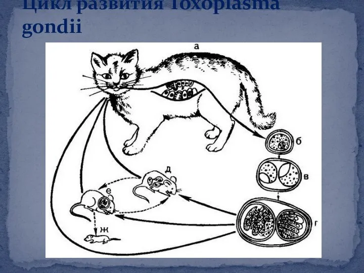 Цикл развития Toxoplasma gondii