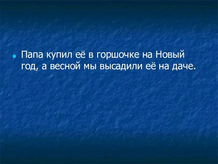 Папа купил её в горшочке на Новый год, а весной мы высадили её на даче.