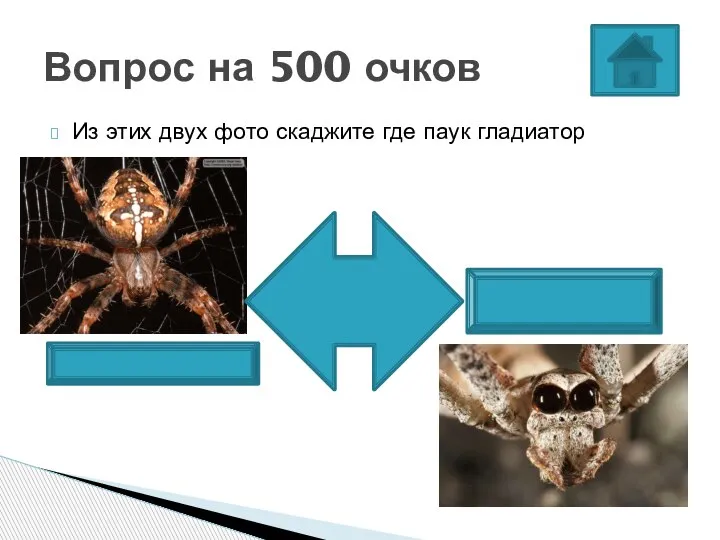 Из этих двух фото скаджите где паук гладиатор Вопрос на 500 очков паук крестовик паук гладиатор