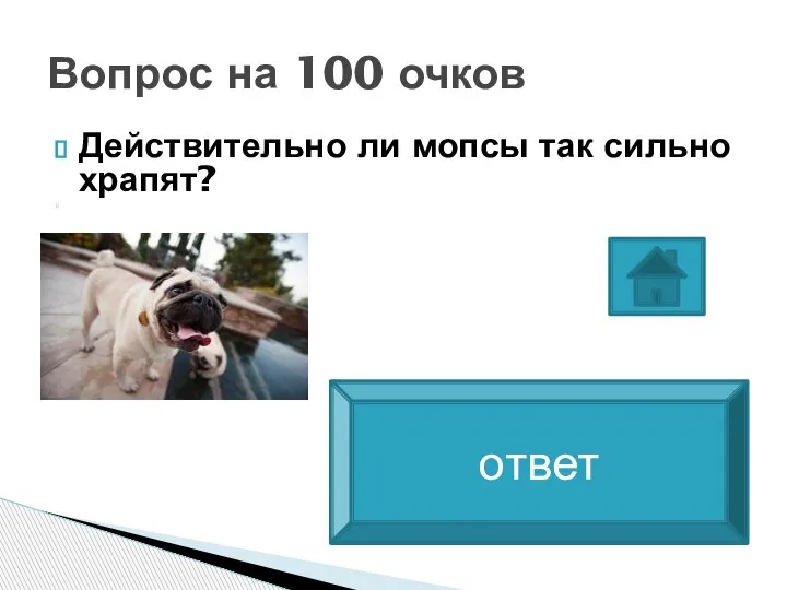 Действительно ли мопсы так сильно храпят? Вопрос на 100 очков Да. Почти