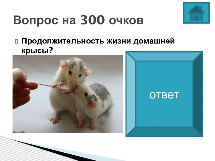 Продолжительность жизни домашней крысы? Вопрос на 300 очков Средняя продолжительность крысы -