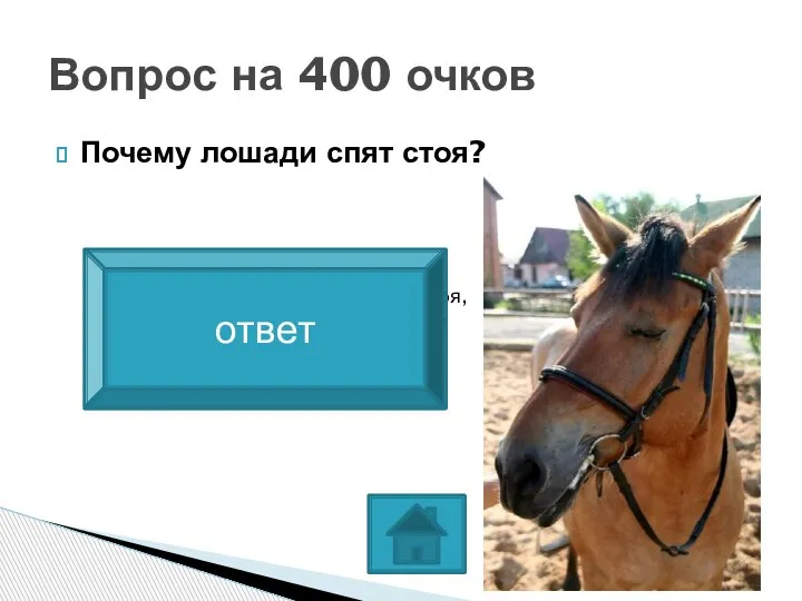 Почему лошади спят стоя? Вопрос на 400 очков Очень распространено мнение, будто