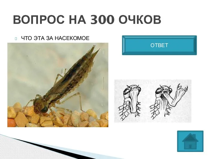 ЧТО ЭТА ЗА НАСЕКОМОЕ ВОПРОС НА 300 ОЧКОВ ЛИЧИКА СТРЕКОЗ ОТВЕТ