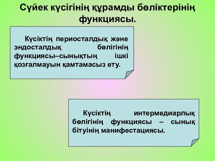 Сүйек күсігінің құрамды бөліктерінің функциясы.