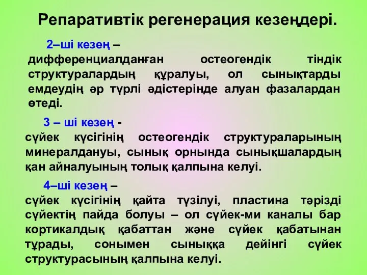 Репаративтік регенерация кезеңдері. 2–ші кезең – дифференциалданған остеогендік тіндік структуралардың құралуы, ол