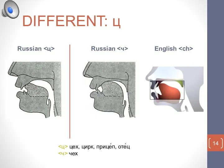 DIFFERENT: ц Russian Russian English цех, цирк, прице́п, оте́ц чех