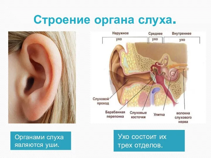 Строение органа слуха. Органами слуха являются уши. Ухо состоит их трех отделов.