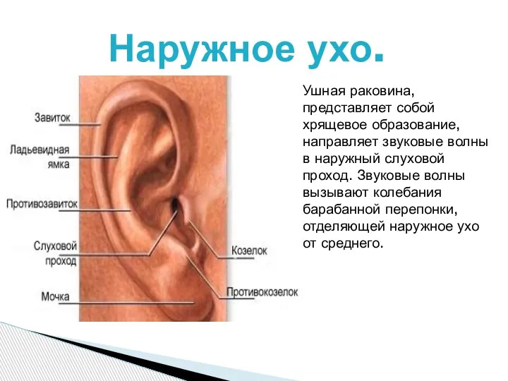 Наружное ухо. Ушная раковина, представляет собой хрящевое образование, направляет звуковые волны в
