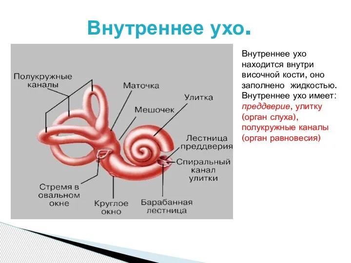 Внутреннее ухо. Внутреннее ухо находится внутри височной кости, оно заполнено жидкостью. Внутреннее