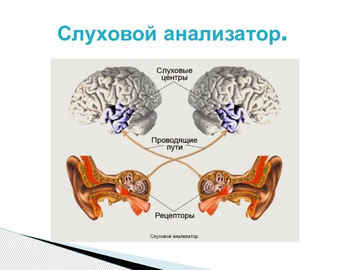 Слуховой анализатор.