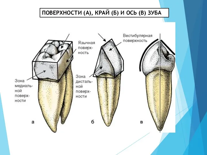 ПОВЕРХНОСТИ (А), КРАЙ (Б) И ОСЬ (В) ЗУБА