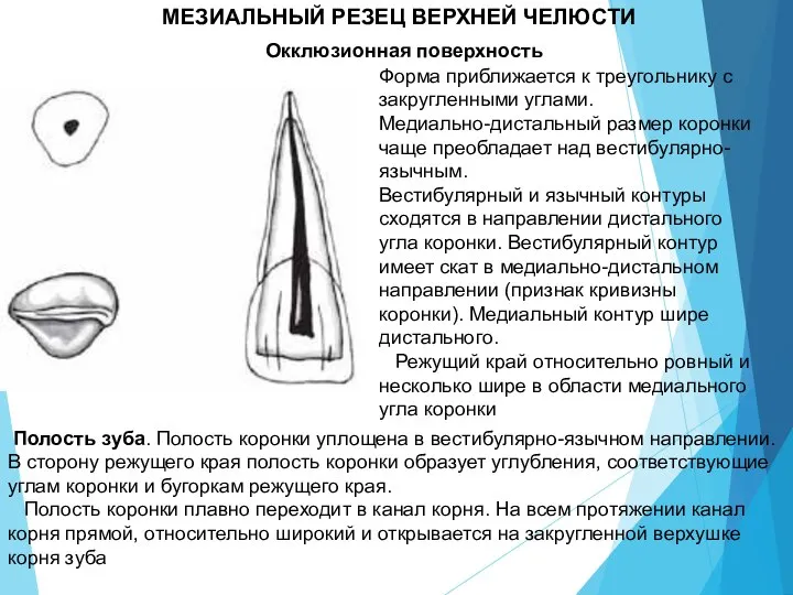 МЕЗИАЛЬНЫЙ РЕЗЕЦ ВЕРХНЕЙ ЧЕЛЮСТИ Окклюзионная поверхность Форма приближается к треугольнику с закругленными