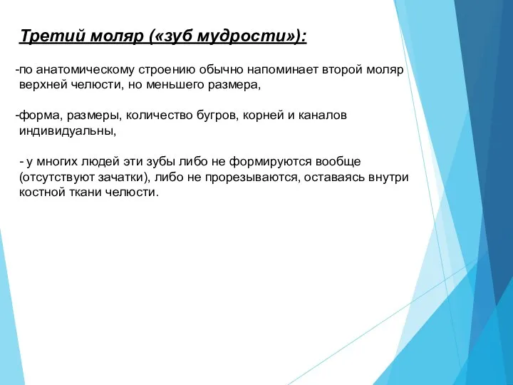 Третий моляр («зуб мудрости»): по анатомическому строению обычно напоминает второй моляр верхней