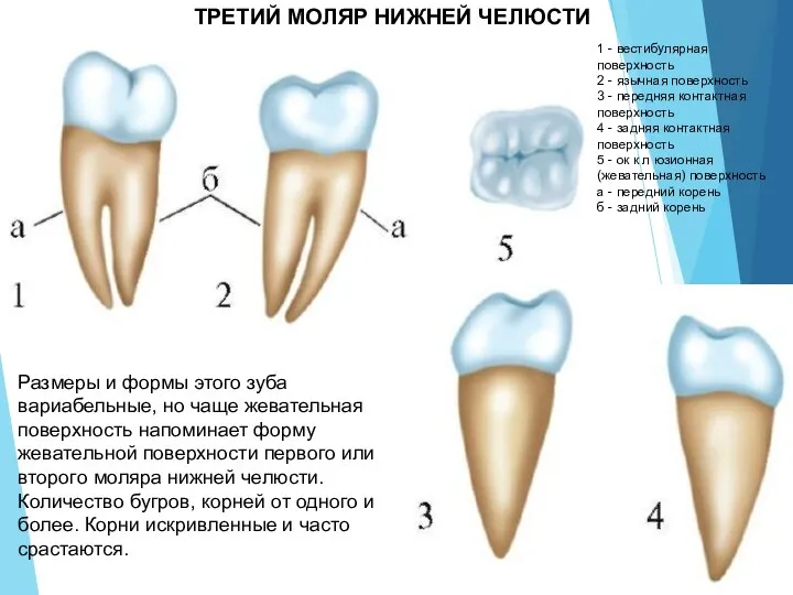 1 - вестибулярная поверхность 2 - язычная поверхность 3 - передняя контактная