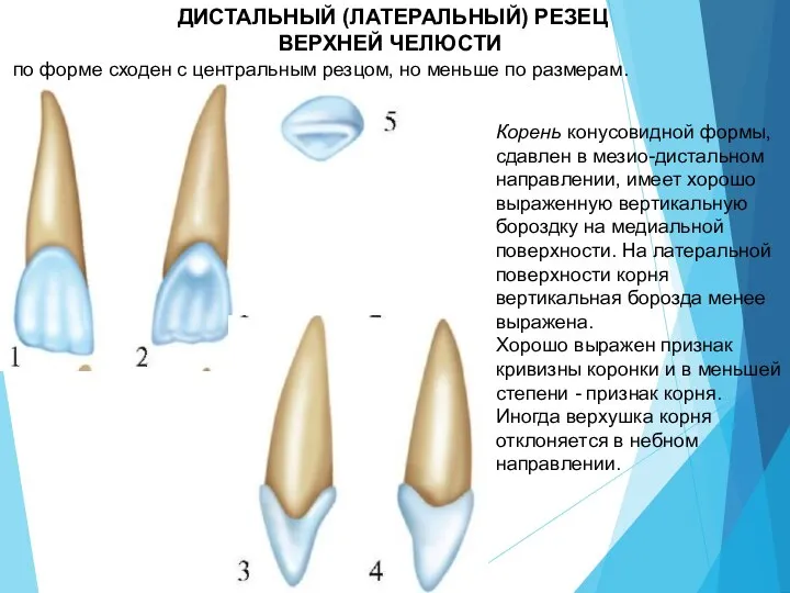 ДИСТАЛЬНЫЙ (ЛАТЕРАЛЬНЫЙ) РЕЗЕЦ ВЕРХНЕЙ ЧЕЛЮСТИ по форме сходен с центральным резцом, но