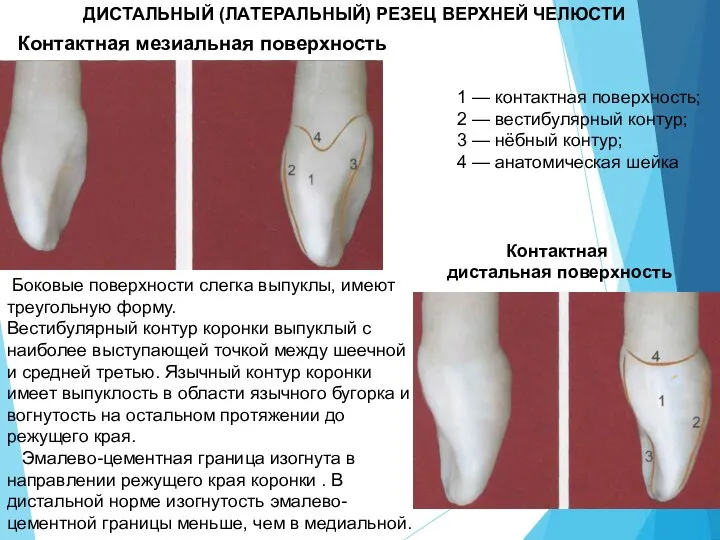 ДИСТАЛЬНЫЙ (ЛАТЕРАЛЬНЫЙ) РЕЗЕЦ ВЕРХНЕЙ ЧЕЛЮСТИ Контактная мезиальная поверхность Контактная дистальная поверхность 1