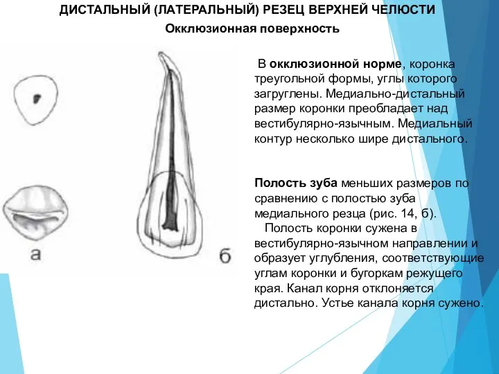 В окклюзионной норме, коронка треугольной формы, углы которого загруглены. Медиально-дистальный размер коронки