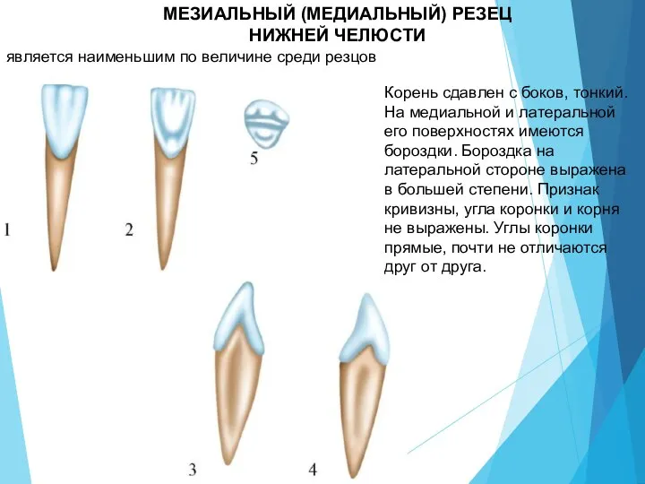 МЕЗИАЛЬНЫЙ (МЕДИАЛЬНЫЙ) РЕЗЕЦ НИЖНЕЙ ЧЕЛЮСТИ является наименьшим по величине среди резцов Корень