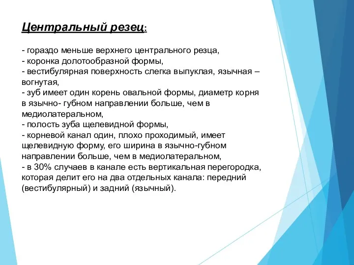 Центральный резец: - гораздо меньше верхнего центрального резца, - коронка долотообразной формы,